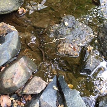 Gunpowder Falls State Park - Beware of water snakes - Parks Near Me - Middle River, Maryland Gunpowder Falls State Park - Beware of water snakes - Parks Near Me - Middle River, Maryland