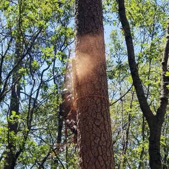 Powell Arbor Solutions - Removing some large dead pine trees. - Tree Services Near Me - Grass Valley, California Powell Arbor Solutions - Removing some large dead pine trees. - Tree Services Near Me - Grass Valley, California