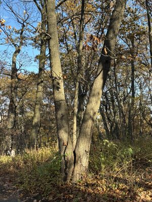 Inwood Hill Park by null