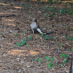 Litchfield Country Club - red tail hawk caught a squirrel