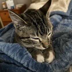 Hopkins County Veterinary Clinic