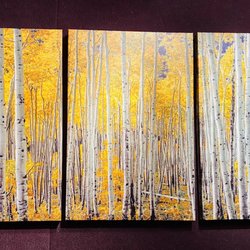 Eclectic Image Gallery - Beautiful Aspens