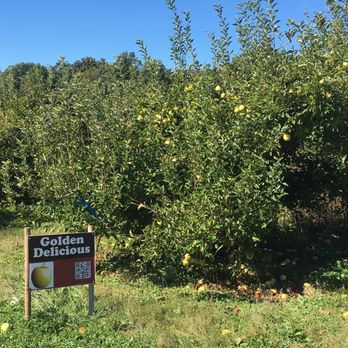 Maple Lawn Farms Orchards - Pick Your Own Farms Near Me - New Park, Pennsylvania