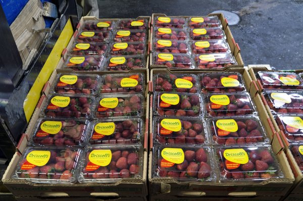 Hunts Point Produce Market by null