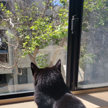 Britta's Animal Training - Carmen hazing out the window - Pet Training Near Me