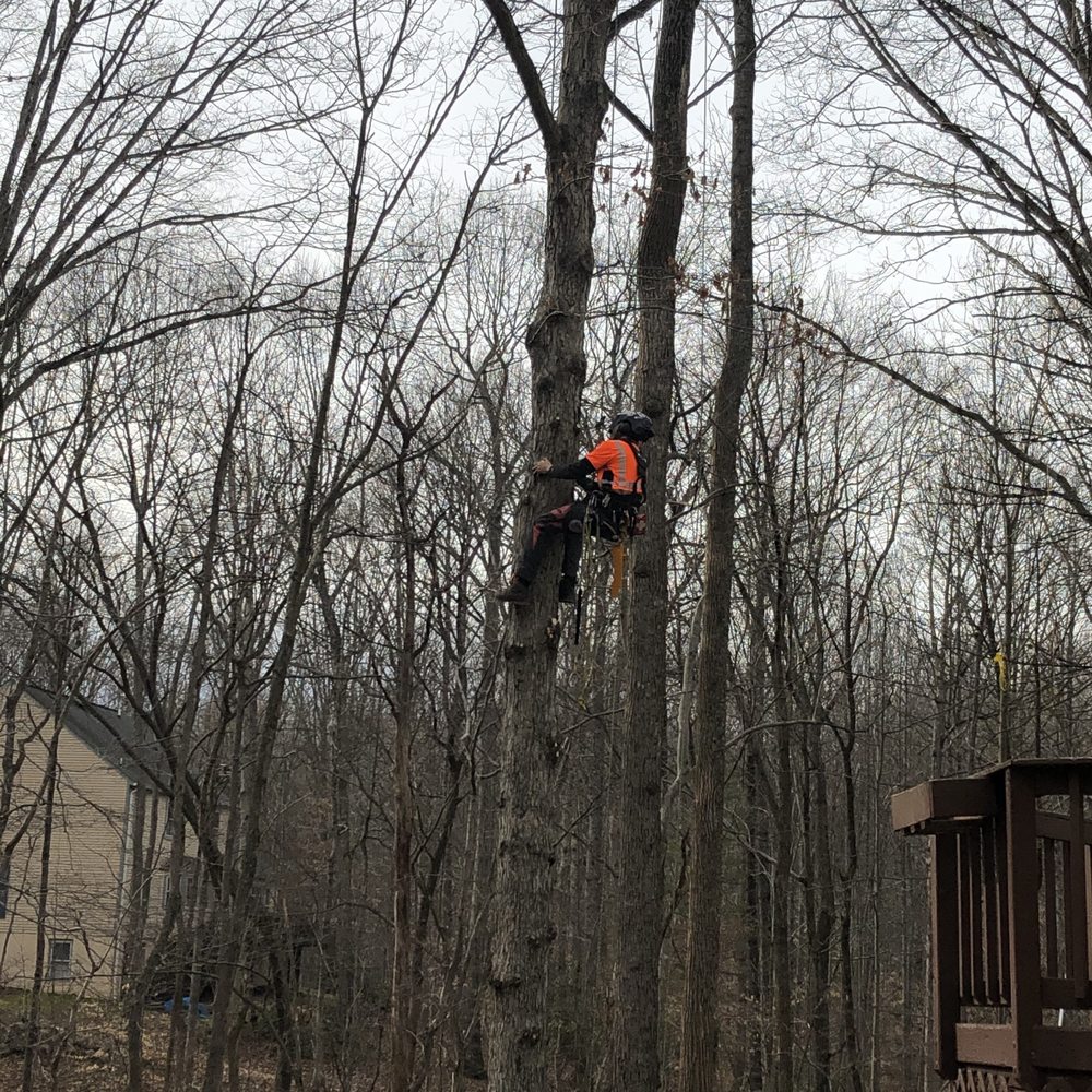 Maksanty Tree LLC - Tree Services Near Me Maksanty Tree LLC - Tree Services Near Me