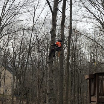 Maksanty Tree LLC - Tree Services Near Me Maksanty Tree LLC - Tree Services Near Me