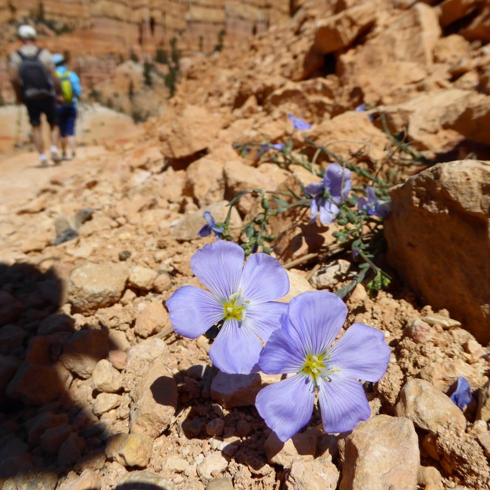 Fairyland Loop Trail - Fairyland Loop Trail - Beauty of the rocks - Hiking Near Me - Bryce Canyon, Utah