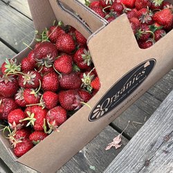 Organics Farm