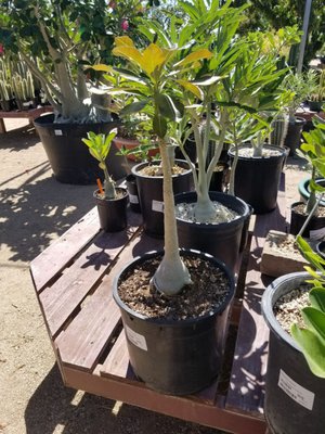 Civano Nursery - Retail Location by null