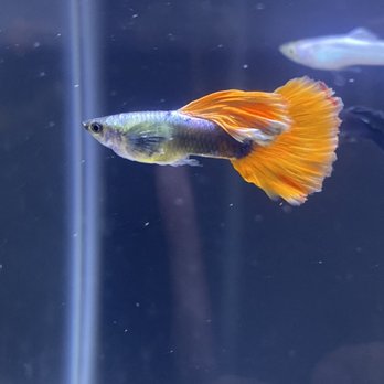 Potsdam Aquatics - Guppy - Local Fish Stores Near Me - Potsdam, New York Potsdam Aquatics - Guppy - Local Fish Stores Near Me - Potsdam, New York