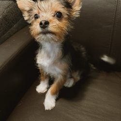 Paw Prints Grooming Spaw - Mochi with his new haircut