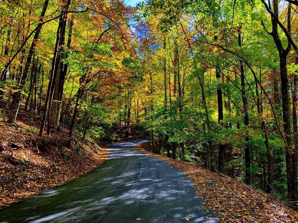 BENT TREE COMMUNITY Updated October 2024 22 Photos 40 Little Pine