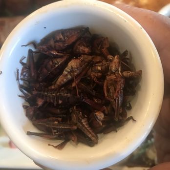Madre - Someone say fried crickets ? - Mexican Near Me - Torrance, California