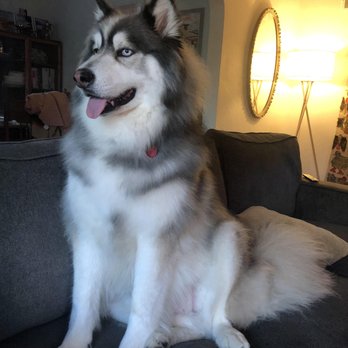 Woof In Boots - So fluffy and clean! - Pet Groomers Near Me - Denver, Colorado Woof In Boots - So fluffy and clean! - Pet Groomers Near Me - Denver, Colorado