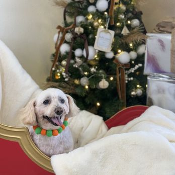 Fluffy Paws Grooming Studio - Pet Groomers Near Me - Mission Viejo, California Fluffy Paws Grooming Studio - Pet Groomers Near Me - Mission Viejo, California