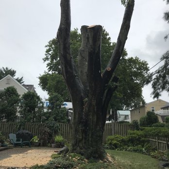 MG Tree - Tree Services Near Me - Newtown Square, Pennsylvania MG Tree - Tree Services Near Me - Newtown Square, Pennsylvania