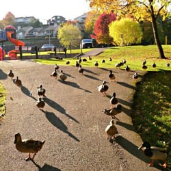 DeCoursey Park - DeCoursey Ducks