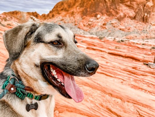 Valley of Fire State Park by null