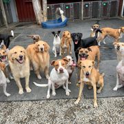 The Dogs House Closed 2019 All You Need To Know Before You Go