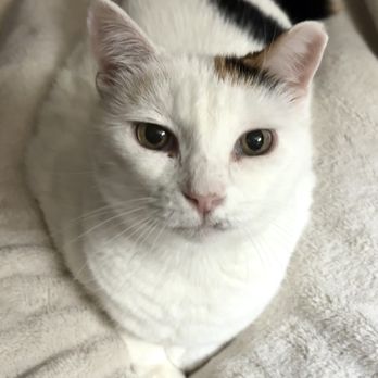Save a Purrfect Cat Rescue - My sweet Lily - Animal Shelters Near Me - Houston, Texas Save a Purrfect Cat Rescue - My sweet Lily - Animal Shelters Near Me - Houston, Texas