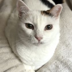 Save a Purrfect Cat Rescue - My sweet Lily