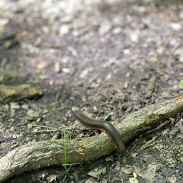 Creepy crawly... or friendly field critter Creepy crawly... or friendly field critter