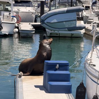 Dana Point Harbor - Marinas Near Me - Dana Point, California Dana Point Harbor - Marinas Near Me - Dana Point, California