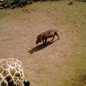 The David Sheldrick Wildlife Trust - Community Service/Non-Profit Near Me - Leatherhead, SRY