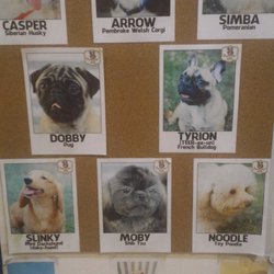 Pups & Cups Dog Cafe - Cuteness