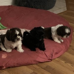 Lodder's Plaza Animal Clinic - Litter of puppies seen by Dr Myer