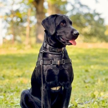 Pet Love NYC - Dog walking services and Dog trainer. Contact us! - Dog Walkers Near Me - New York, New York Pet Love NYC - Dog walking services and Dog trainer. Contact us! - Dog Walkers Near Me - New York, New York