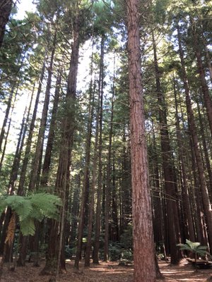 Redwoods – Whakarewarewa Forest by null