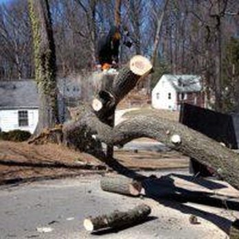 Arborscape Tree Care - Tree Services Near Me - Vancouver, Washington Arborscape Tree Care - Tree Services Near Me - Vancouver, Washington