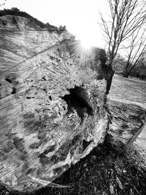 Cylburn Arboretum by null