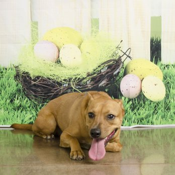 Hollywood Feed - Bella loving Pet People's Rescued Ohio event egg hunt - Pet Stores Near Me - Worthington, Ohio Hollywood Feed - Bella loving Pet People's Rescued Ohio event egg hunt - Pet Stores Near Me - Worthington, Ohio