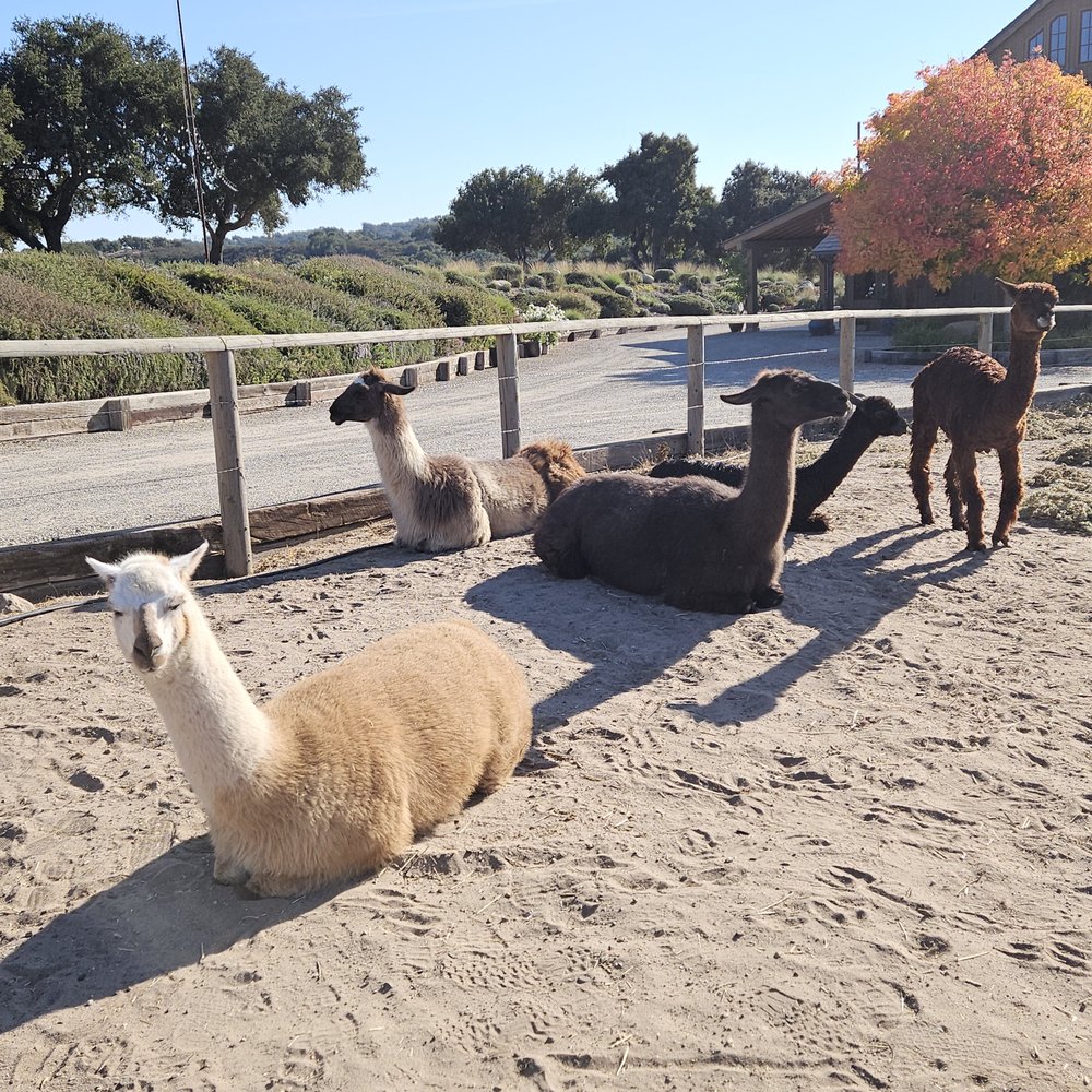 Zaca Creek Ranch - Ranches Near Me Zaca Creek Ranch - Ranches Near Me