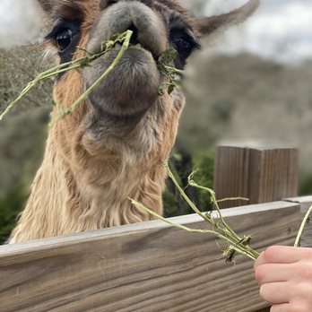 The Shady Llama - Llama eating - Beer Gardens Near Me - Wimberley, Texas The Shady Llama - Llama eating - Beer Gardens Near Me - Wimberley, Texas