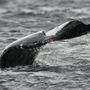 Photo of Whales and Lunch