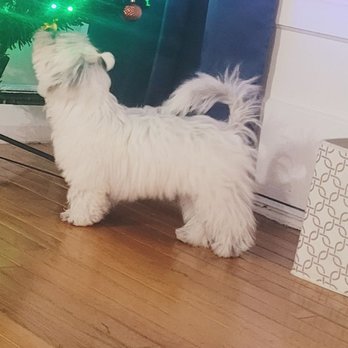 Golden Paws Spa & Grooming - Before - Pet Groomers Near Me - Bronx, New York
