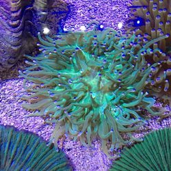 Cinco Ranch Aquariums