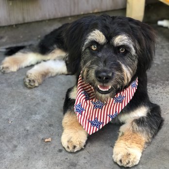 Dawn's Pet Palace - AFTER (part 2) - Pet Groomers Near Me - Carmichael, California