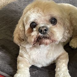 Animal Hospital of Ludington - This is Bitsy at 18 years old.