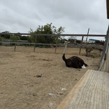 Ostrichland USA - Attraction Farms Near Me - Solvang, California Ostrichland USA - Attraction Farms Near Me - Solvang, California
