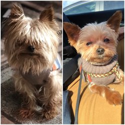 New Windsor Barkery & Grooming Spa - Before and after of Toby. It was like from rock to posh the glow up was very real. They did marvelous work with his hair.