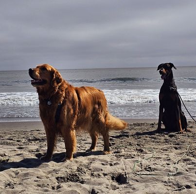 Stinson Beach by null