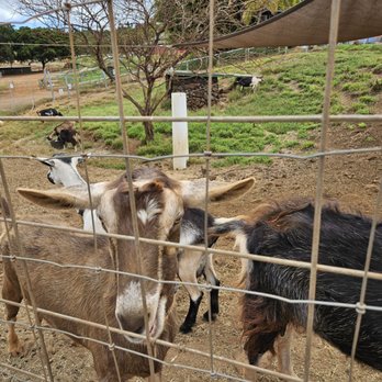 Surfing Goat Dairy - Some goats checking us out. - Cheese Shops Near Me - Kula, Hawaii Surfing Goat Dairy - Some goats checking us out. - Cheese Shops Near Me - Kula, Hawaii