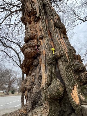 The Witches' Tree by null
