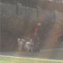 Photo of Dogs Around the Block