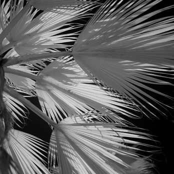 Life Pixel Infared - 830nm ISO100, 1/1250s f/1.4 - Photography Stores & Services Near Me - Mukilteo, Washington